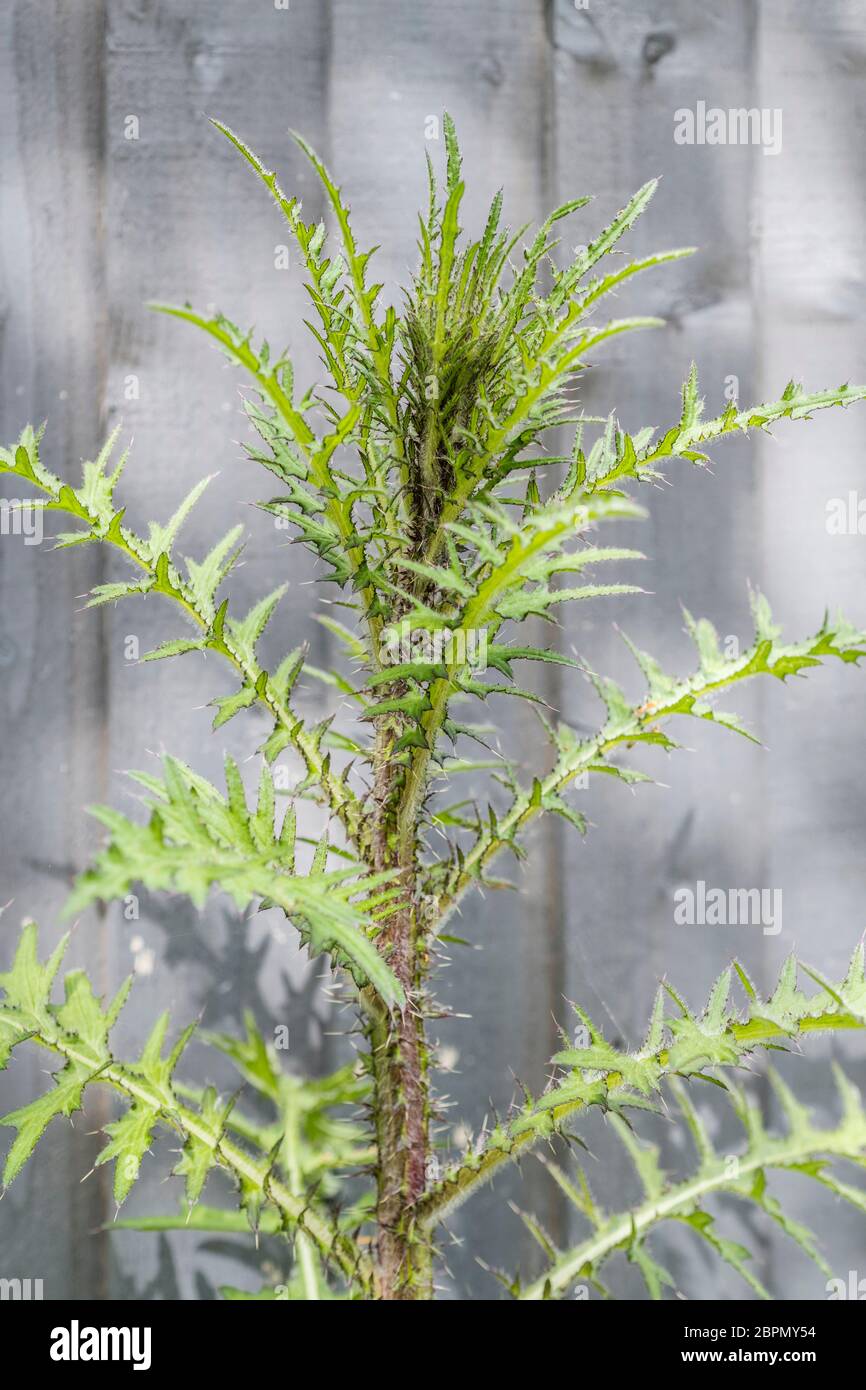 Marsh Thistle / Cirsium palustre in dapped Sunlight. I cui steli preparati sono commestibili quando cotti. Possibile metafora per dolore / doloroso / tagliente Foto Stock