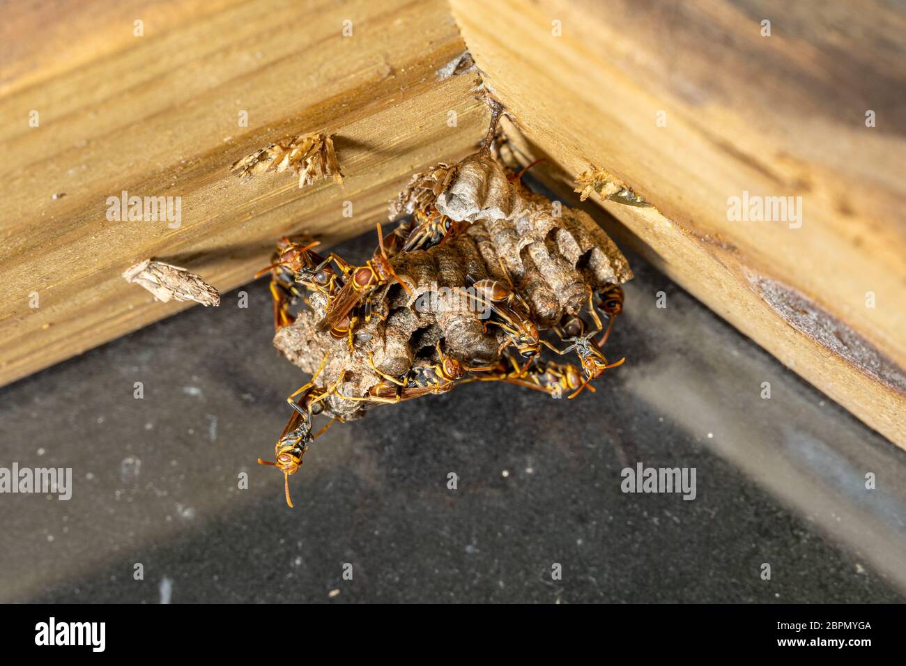 Nido di vespe di carta (Mischocyttarus mexicanus) - DAVIE, Florida, USA Foto Stock