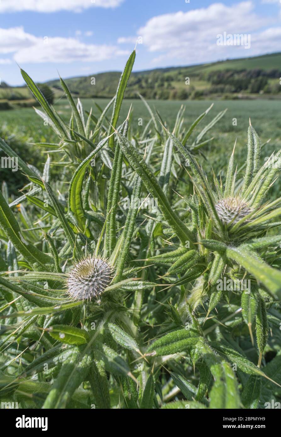 Foglie e boccioli di fiori di toro Thistle / Spear Thistle - Cirsium vulgare in un campo soleggiato nel Regno Unito. Possibile metafora per dolore / doloroso / tagliente. Foto Stock