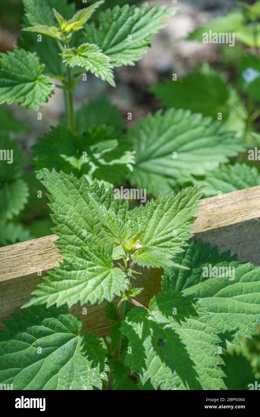 Foglie di comune ortica / Urtica dioica in sole zampillato. Ben noto forato cibo per zuppa di ortica e sostituto spinaci. Concetto doloroso di punging. Foto Stock