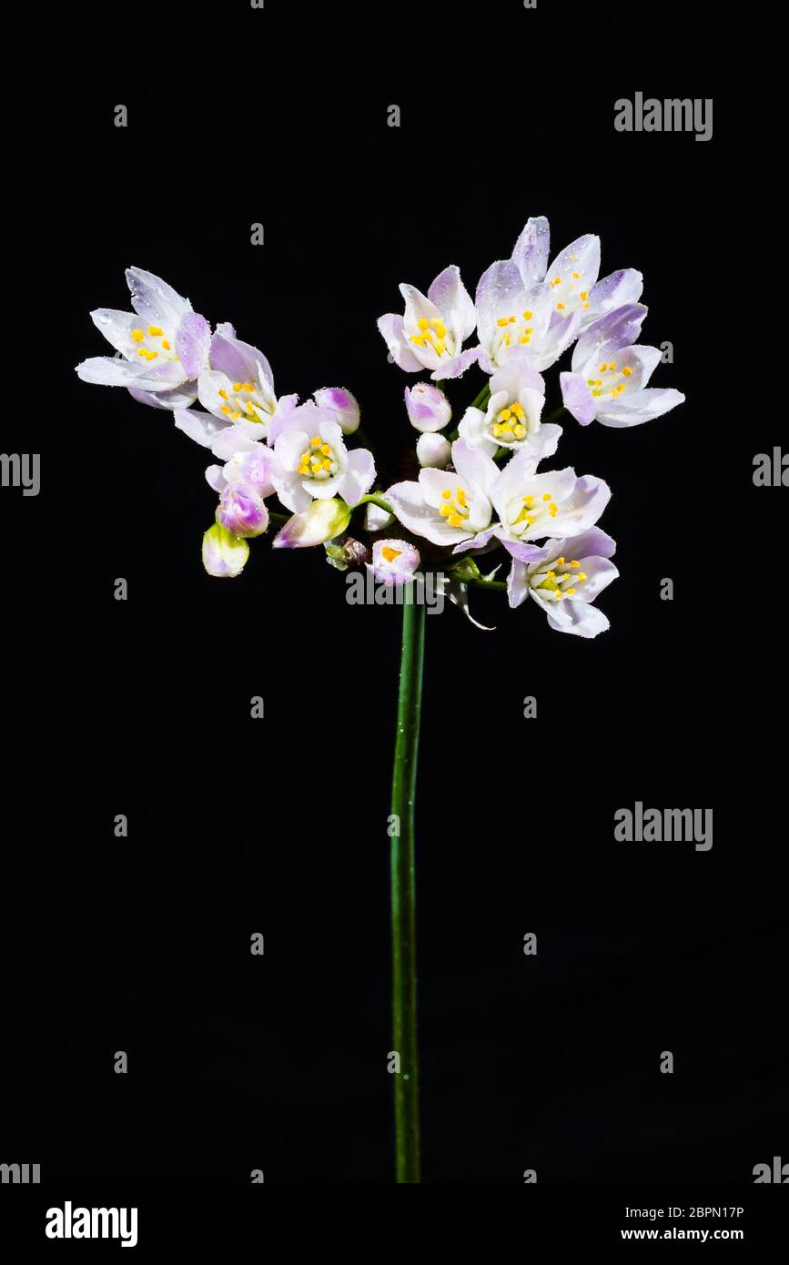 Studio primo piano dei delicati fiori rosati di un roseo Allium Foto Stock