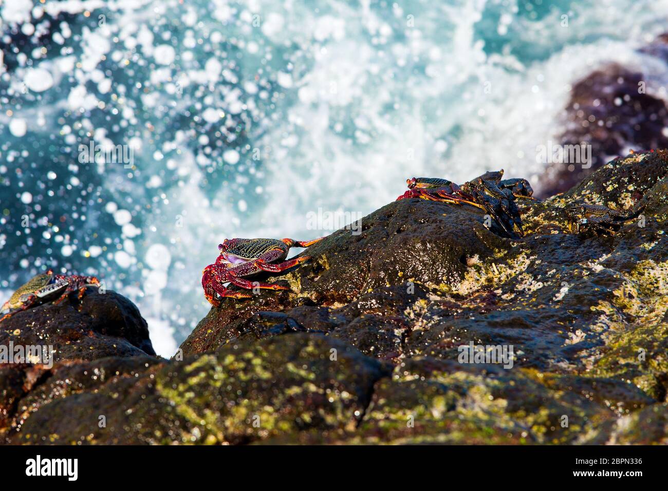 Numerosi granchi sulla riva rocciosa bagnata sullo sfondo di onde marine spruzzi. Foto Stock