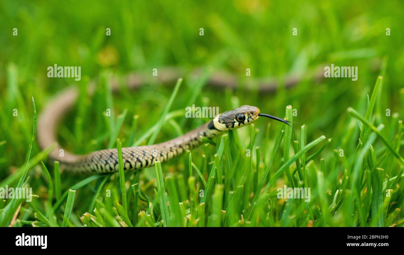 Serpente europeo giovanile di erba Foto Stock