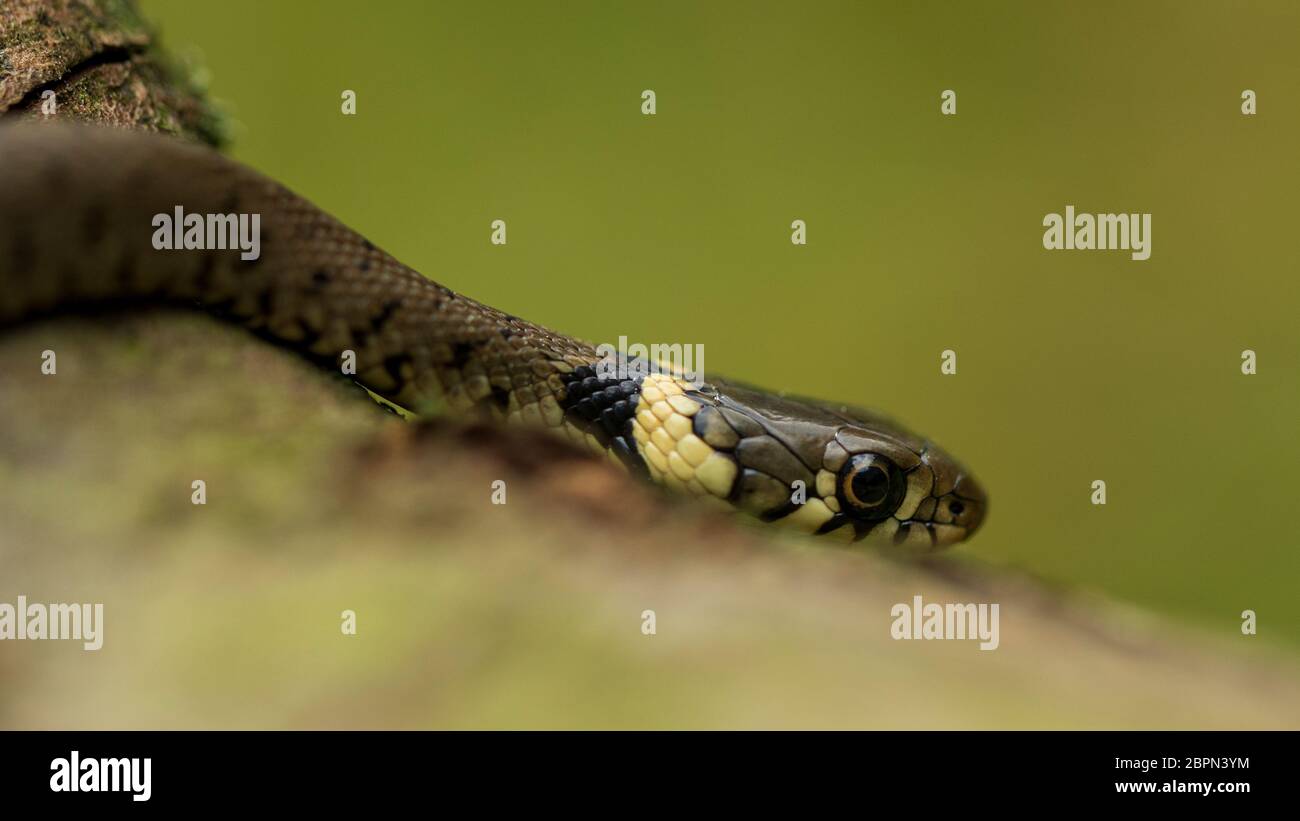 Serpente europeo giovanile di erba Foto Stock