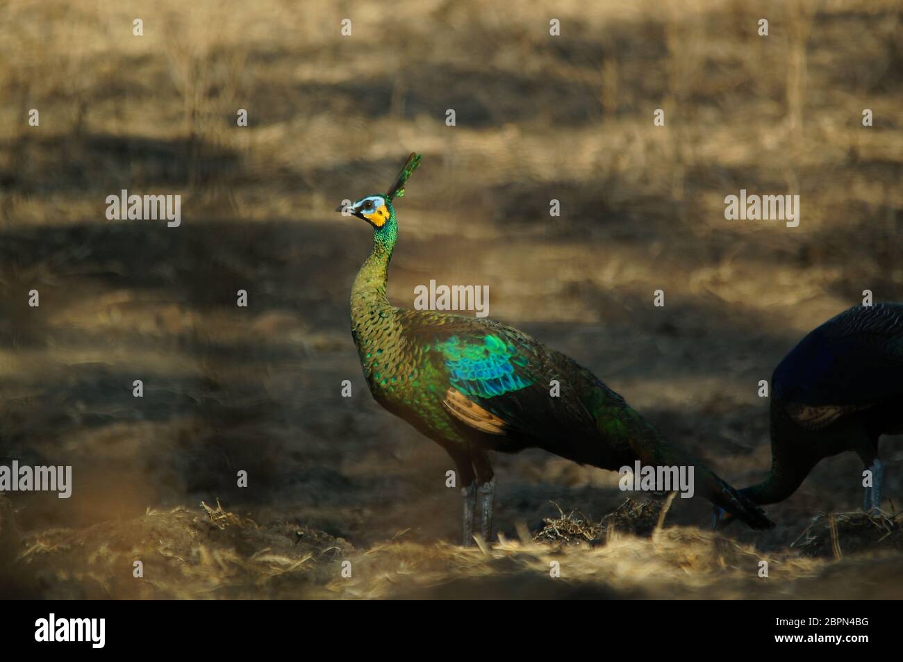 Il pavo muticus è una specie di pavone che si trova nelle foreste tropicali del Sud-est asiatico. È anche conosciuto come un pavone giavanese ed è e. Foto Stock