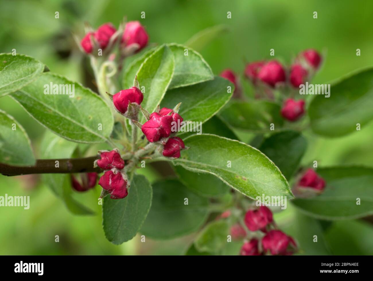 Ramo di albero di Apple con gemme in tempo di sprin. Frutteto di primavera. Foto Stock