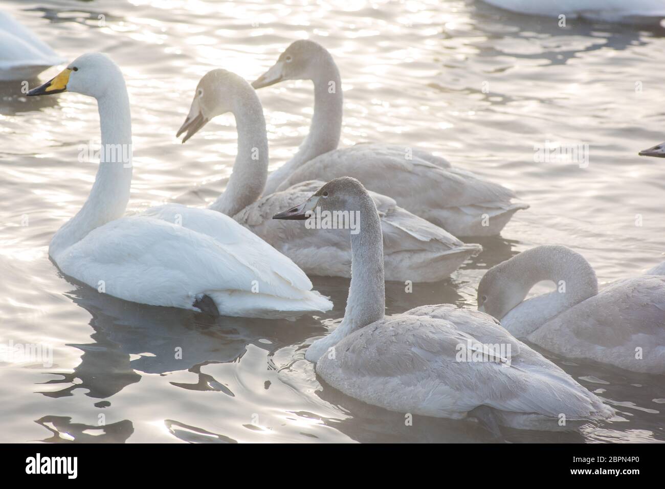 Gruppo di Bella bianca cigni convulsa nuoto in nonfreezing lago d'inverno. Età degli uccelli con la loro covata giovane, il concetto di famiglia Foto Stock