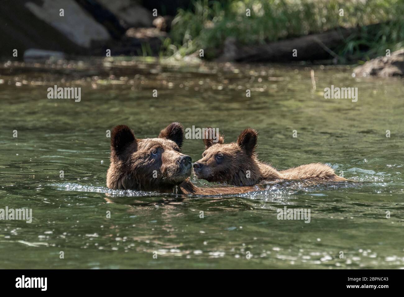 Attaccando vicino alla mamma, orso grizzly nuotare attraverso l'estuario, Khutzeymateen, BC Foto Stock