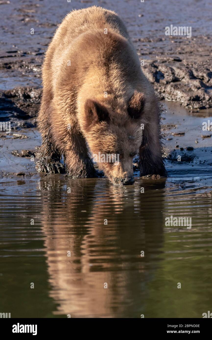 Orso grizzly con increspature e acqua potabile di riflessione dopo il clamming, estuario Khutzeymateen, BC Foto Stock