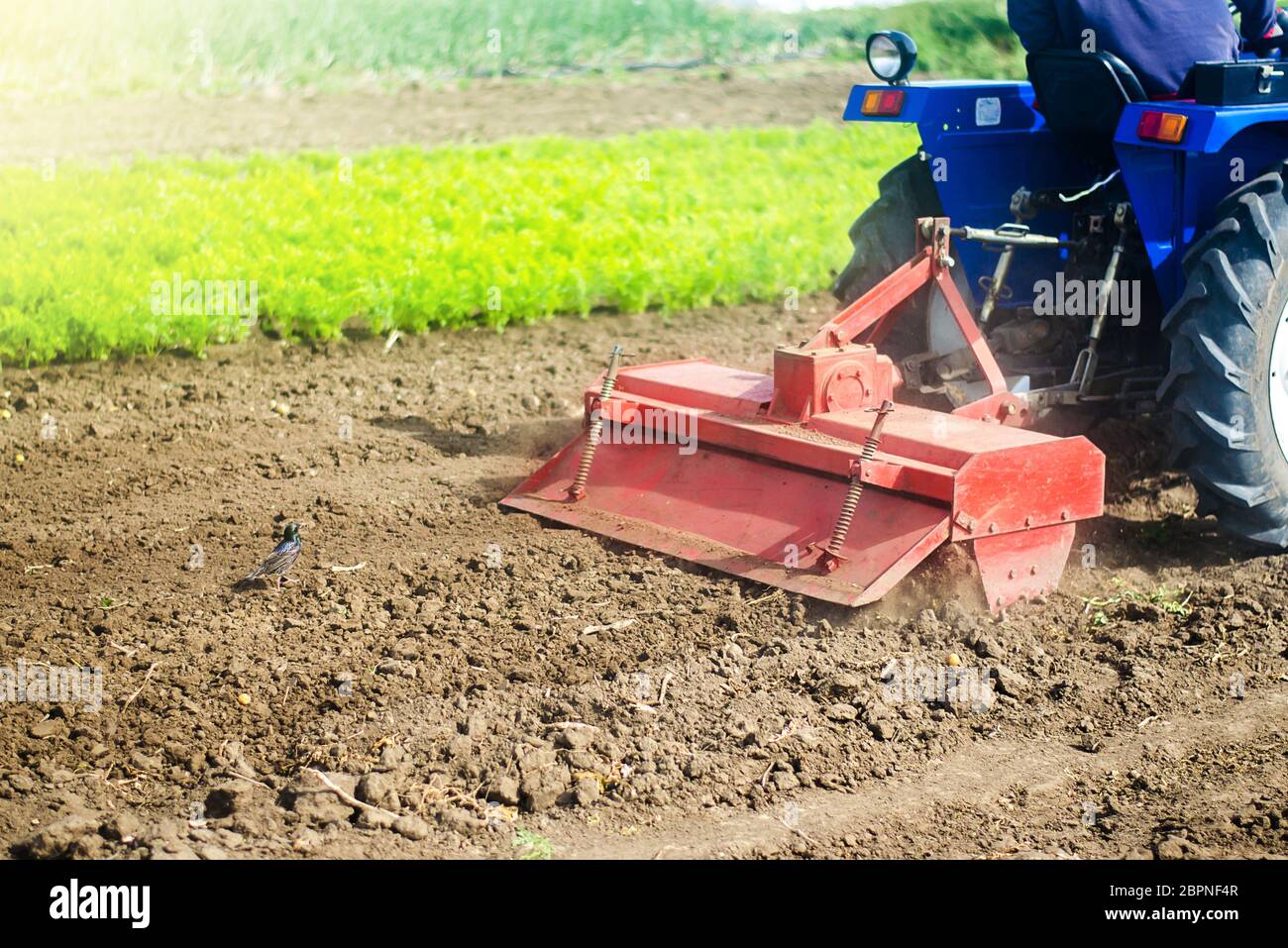 Il trattore con fresatrice allenta, macina e mescola il terreno. Allentare la superficie, coltivando il terreno per piantare ulteriormente. Agricoltura e agricoltura Foto Stock