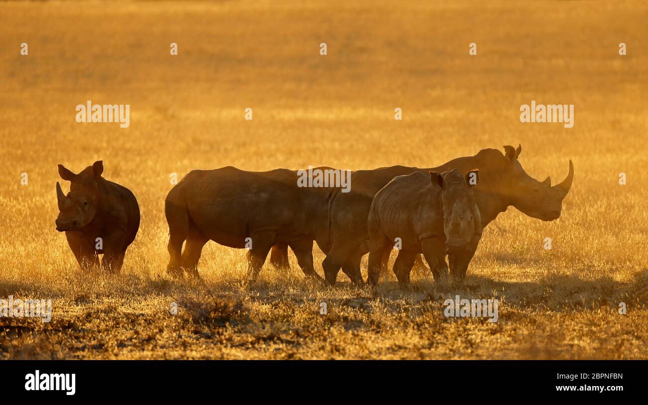 Gruppo di rinoceronte bianco (Ceratotherium simum) in polvere al tramonto, Sud Africa Foto Stock