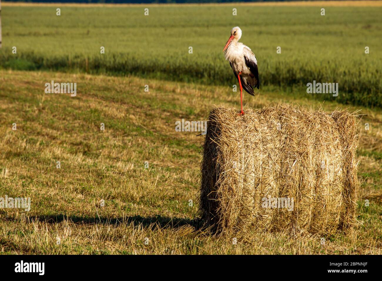 Cicogna bianca sul secco della balla di fieno nel prato verde, la Lettonia. Cicogna è alto dalle lunghe gambe trampolieri con una lunga bill, con il bianco e il nero del piumaggio. Foto Stock