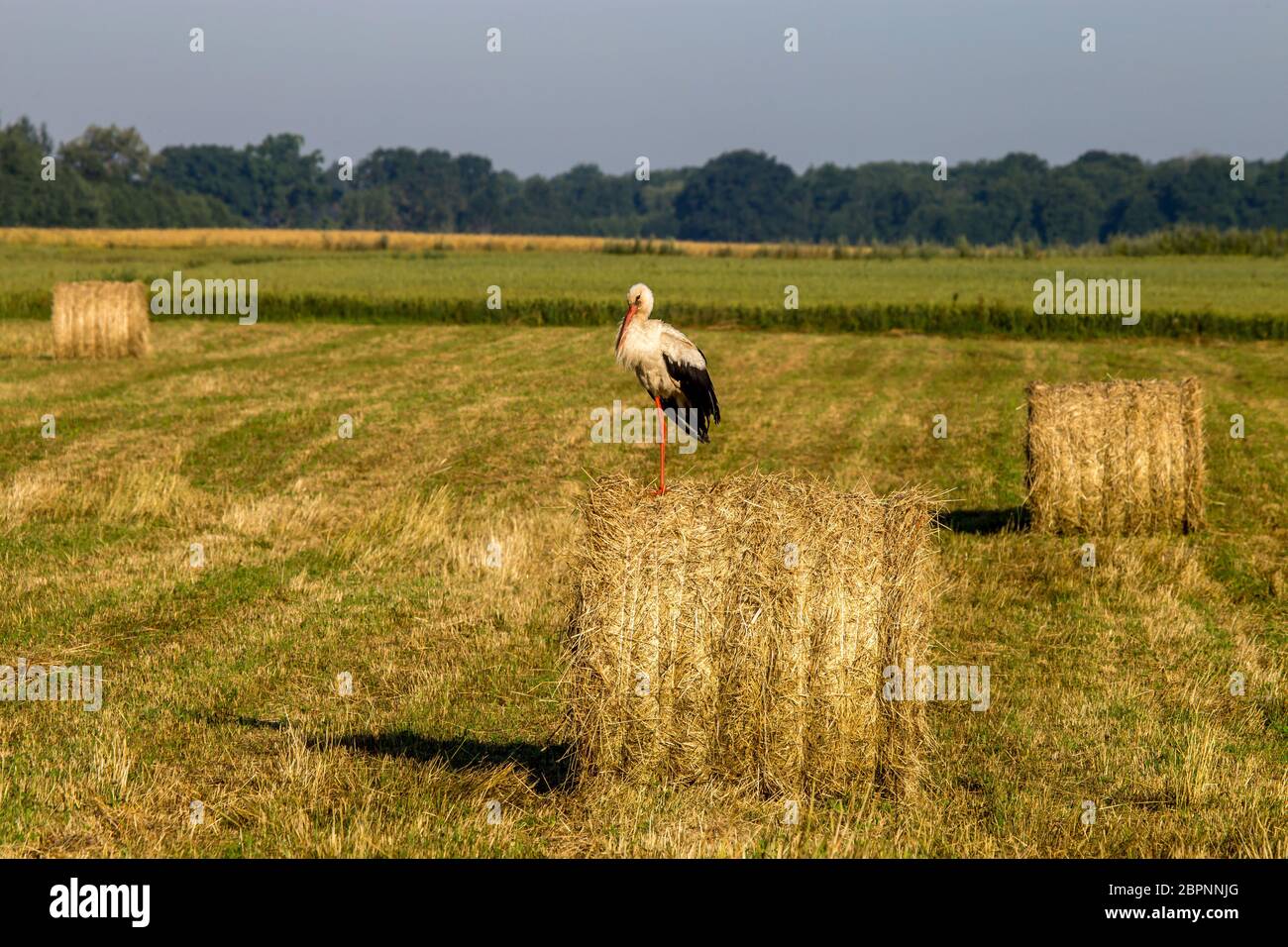 Cicogna bianca sul secco della balla di fieno nel prato verde, la Lettonia. Cicogna è alto dalle lunghe gambe trampolieri con una lunga bill, con il bianco e il nero del piumaggio. Foto Stock