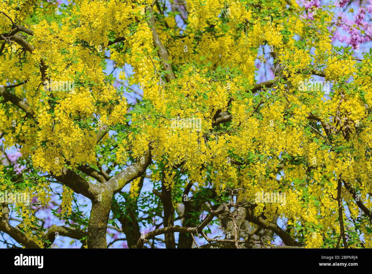 Racemi di giallo Maggiociondolo Fiori Foto Stock