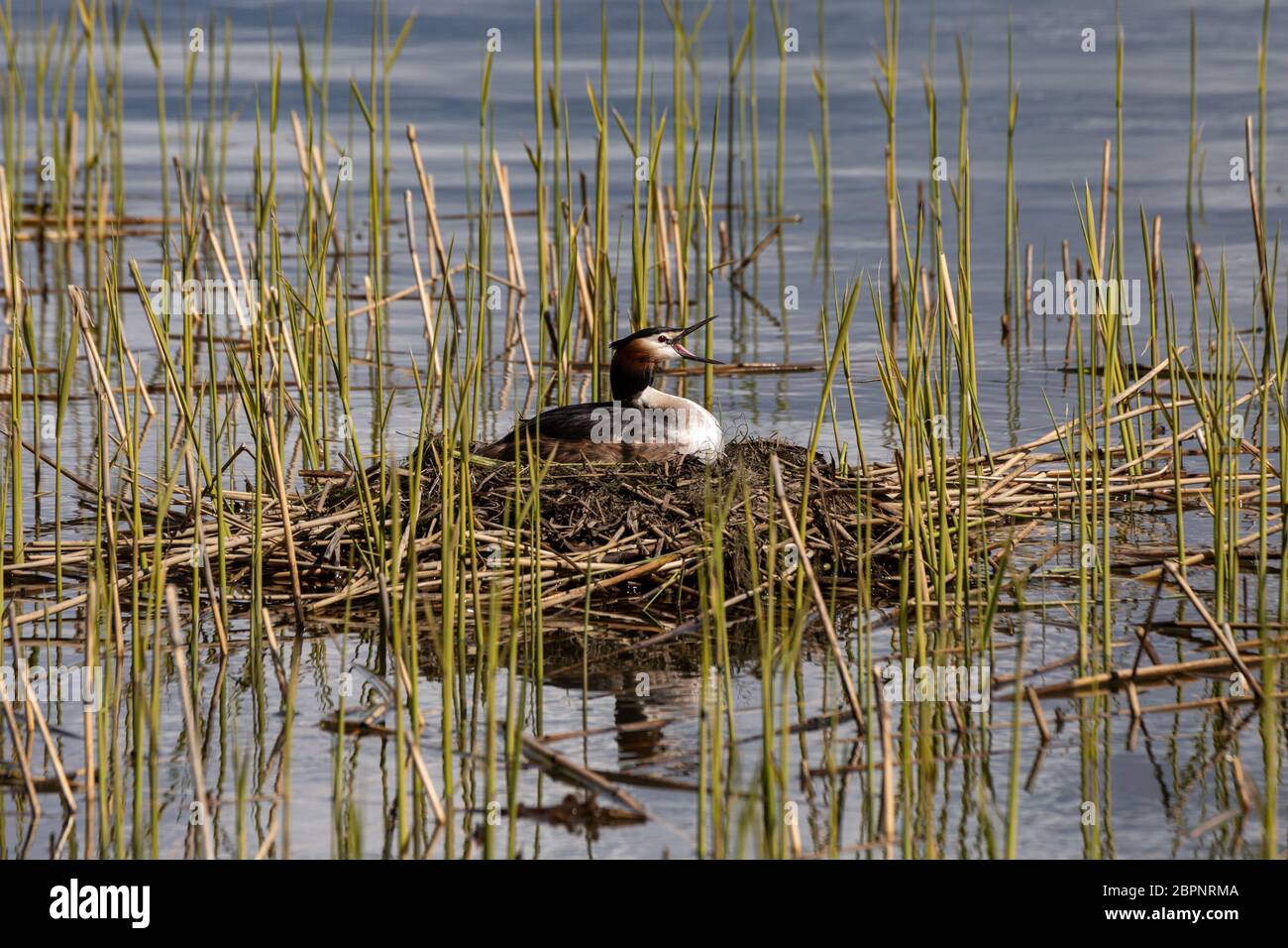 Apri il becco grande grebe (Podiceps cristatus) che cova su un nido nella baia di Töölönlahti a Helsinki, Finlandia Foto Stock