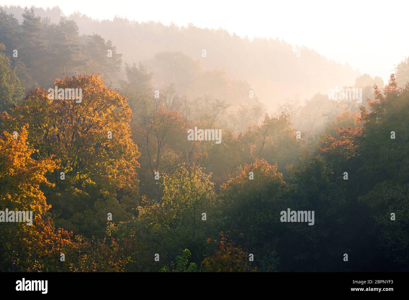 Autunno paesaggio forestale di mattina presto, golden colorate sullo sfondo della natura Foto Stock