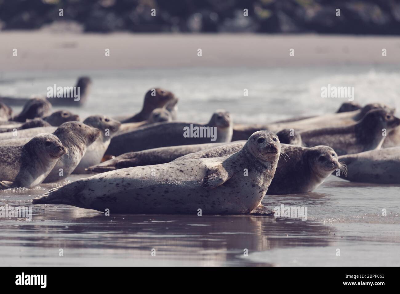 Porto atlantico guarnizione, Phoca vitulina, presso la spiaggia di Isola Helgoland, Dune, Germania in primavera Foto Stock