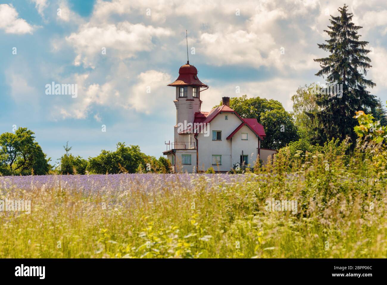 Phacelia tanacetifolia campo, scena di campagna. Phacelia è conosciuta con i nomi comuni di lacy phacelia, tansy blu o porpora tansy Foto Stock