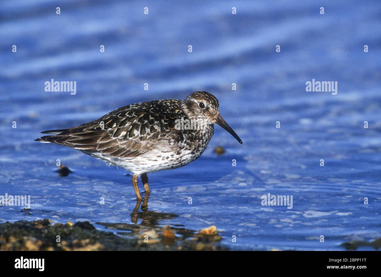 Norvegia; Svalbard (Spitzbergen); Fauna; Uccelli; Shorebird; Sandpiper viola:Calidris maritima Foto Stock