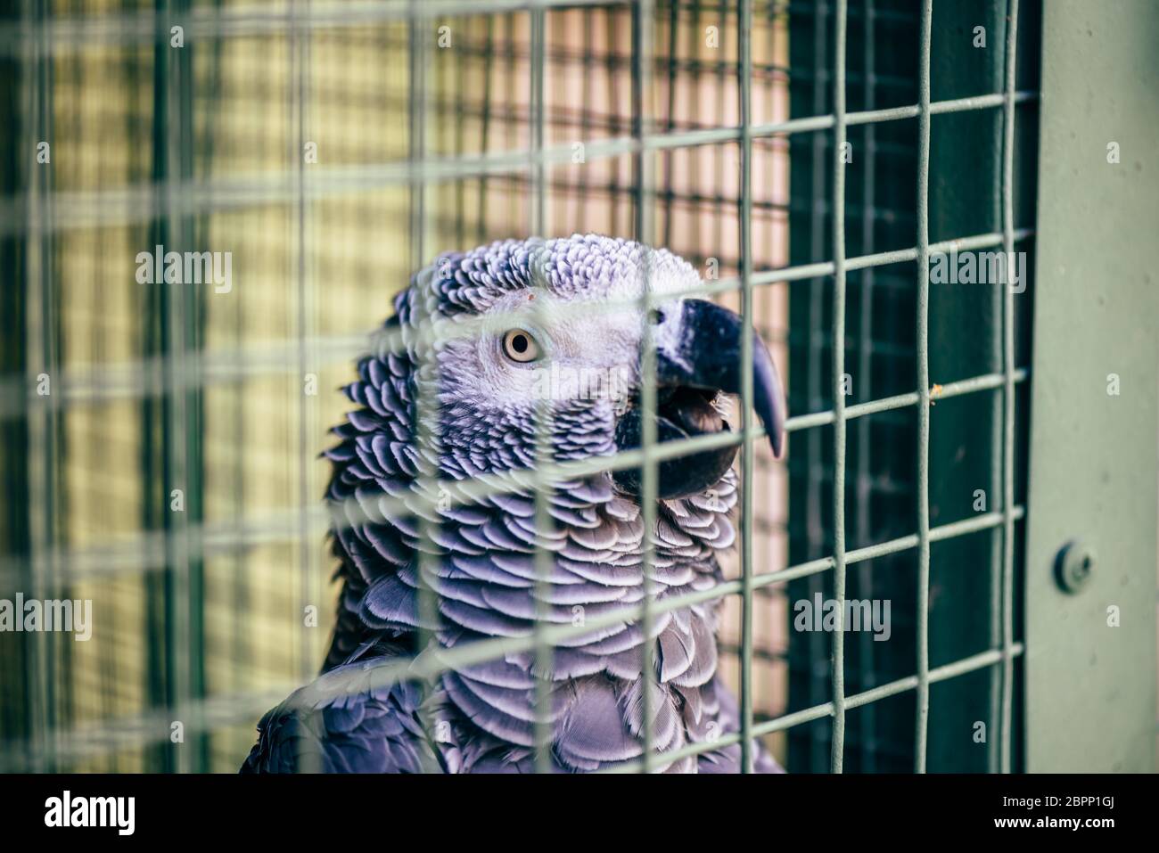 Pappagallo grigio in una gabbia. Tenendo il suo becco dietro le sbarre. Foto Stock