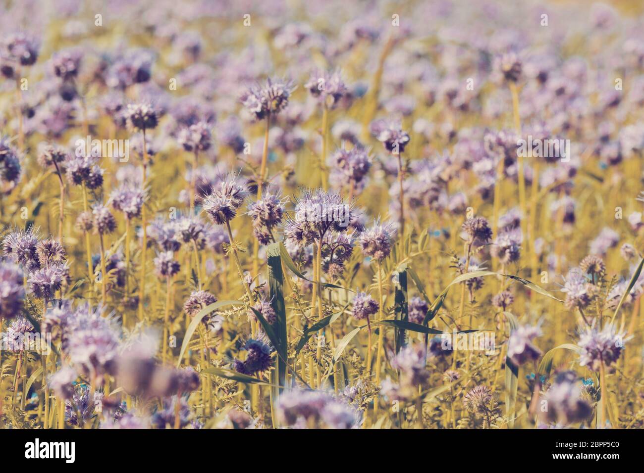 Phacelia tanacetifolia campo, scena di campagna. Phacelia è conosciuta con i nomi comuni di lacy phacelia, tansy blu o porpora tansy Foto Stock