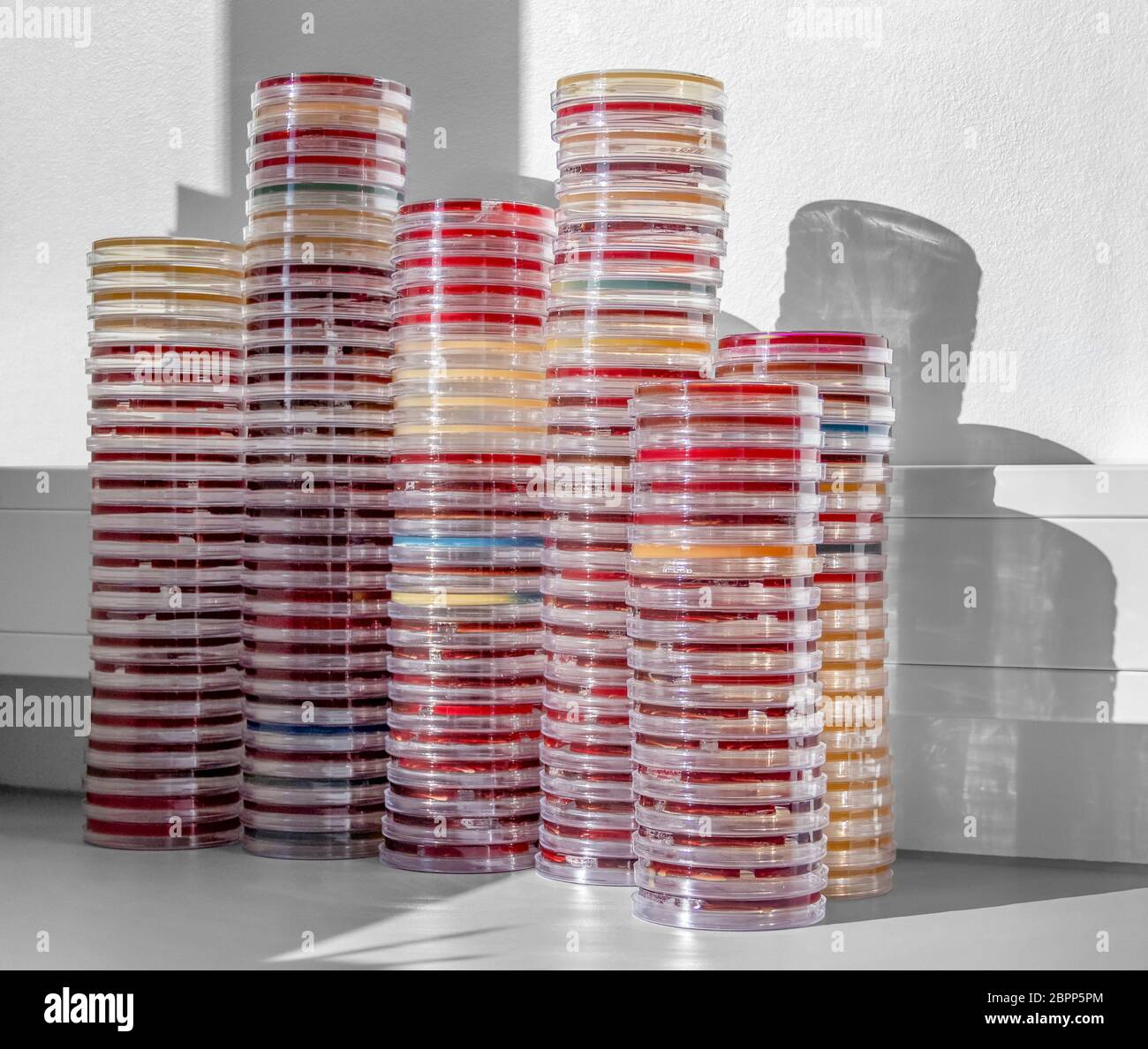 molte capsule di petri impilate riempite con terreno di crescita agar colorato Foto Stock