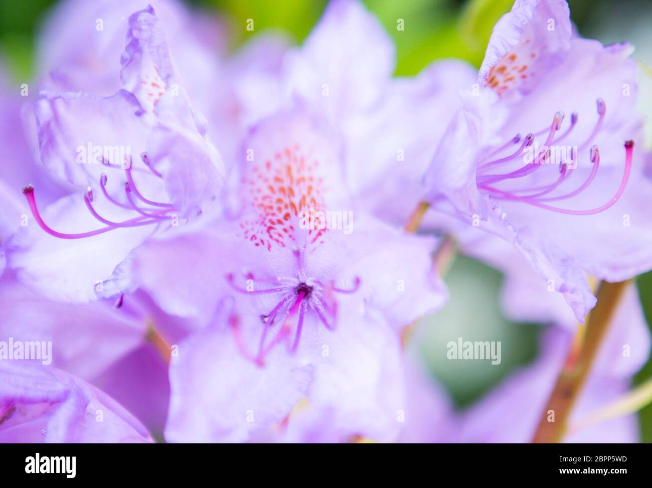 Dettagli di stampa macro iris viola Foto Stock