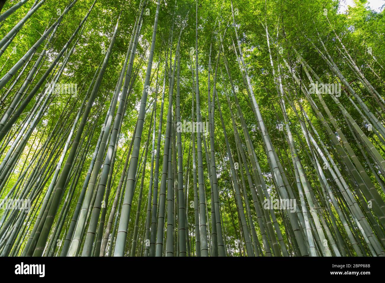 Arashiyama Bamboo Grove o Sagano Bamboo Forest, è una foresta naturale di bambù in Arashiyama, punto di riferimento e popolare per le attrazioni turistiche a Kyoto. Foto Stock