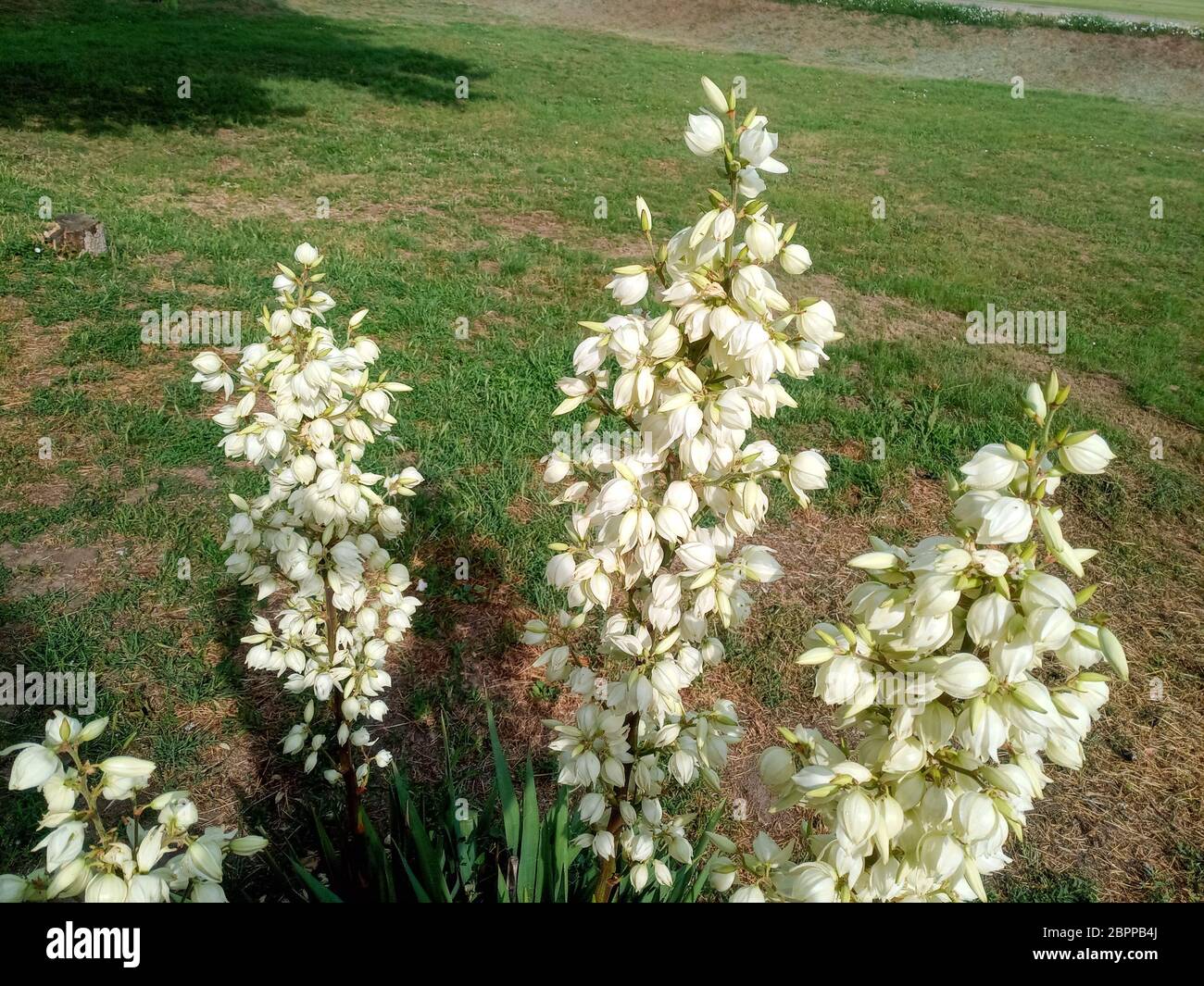 Fiori di yucca bianchi sul prato. Fiori di yucca bianchi sul prato. Foto Stock