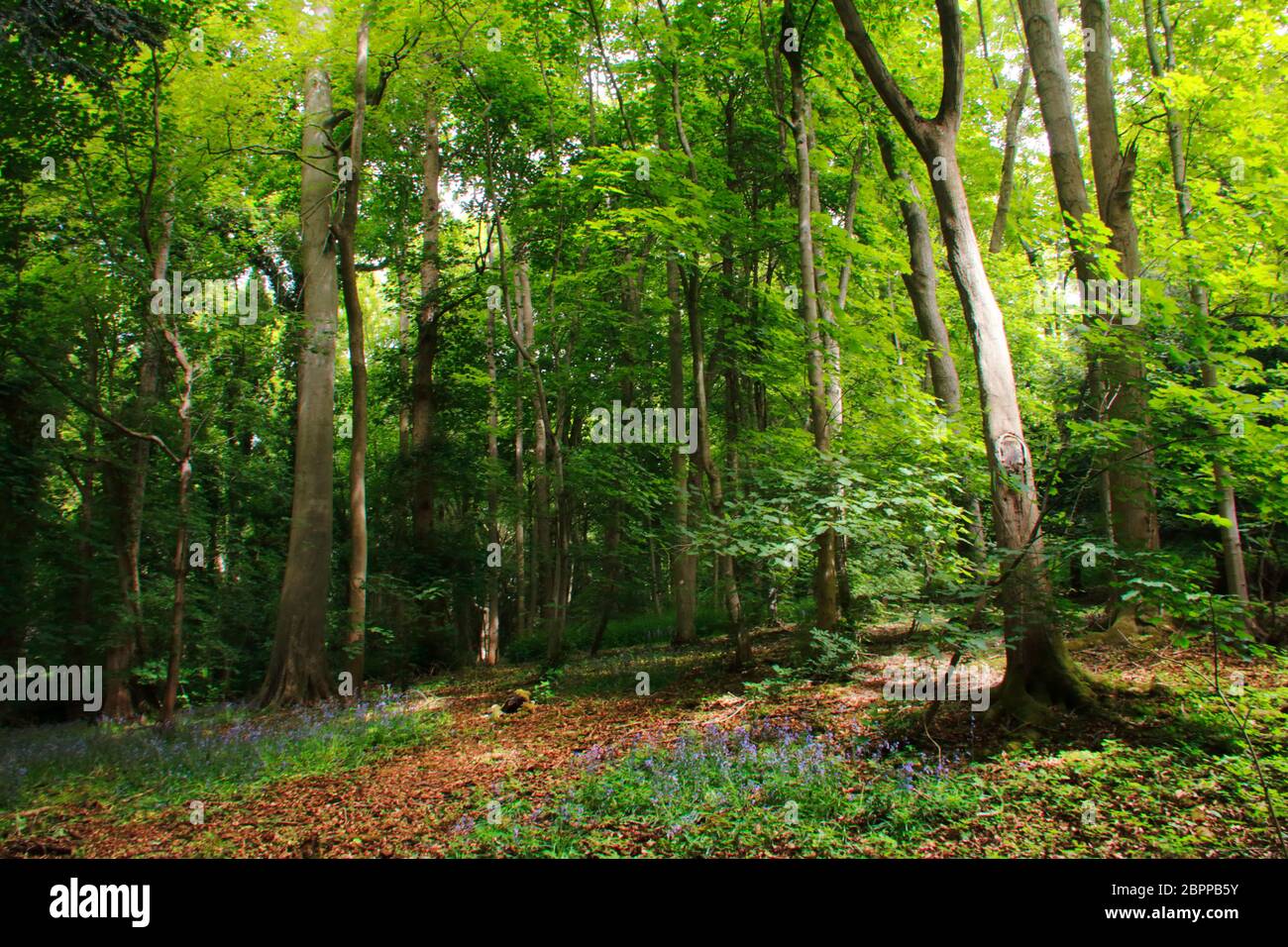 Woodland in primavera a Wroxton Abbey, Oxfordshire, Inghilterra Foto Stock