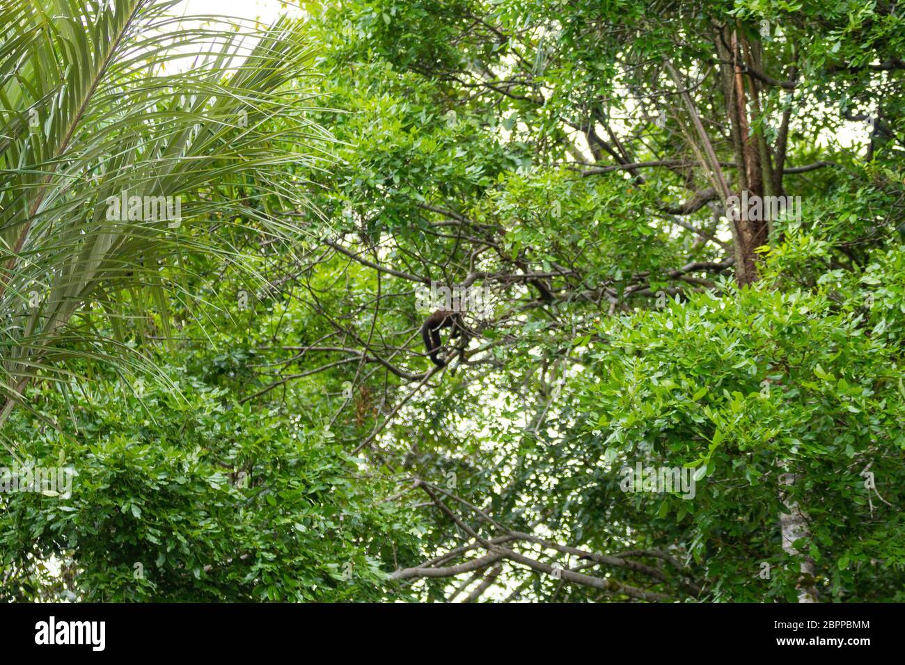 Tufted scimmia cappuccino sulla natura nel Pantanal, Brasile. Brasiliano della fauna selvatica. Apella Sapajus Foto Stock