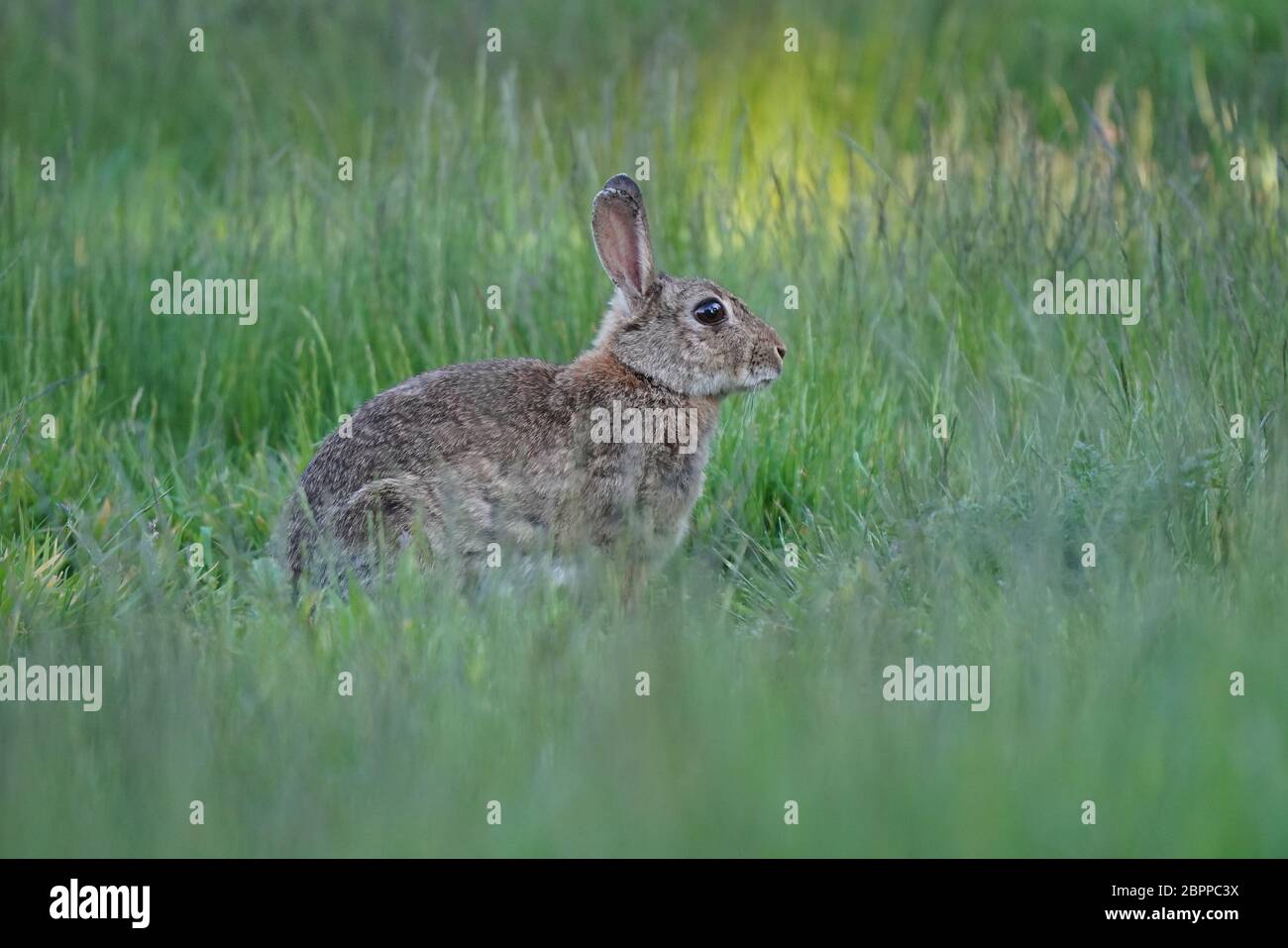 Coniglio coniglio di coda di cotone in erba lunga Foto Stock