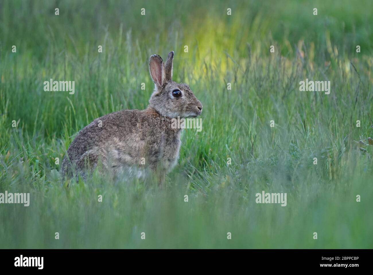 Coniglio coniglio di coda di cotone in erba lunga Foto Stock