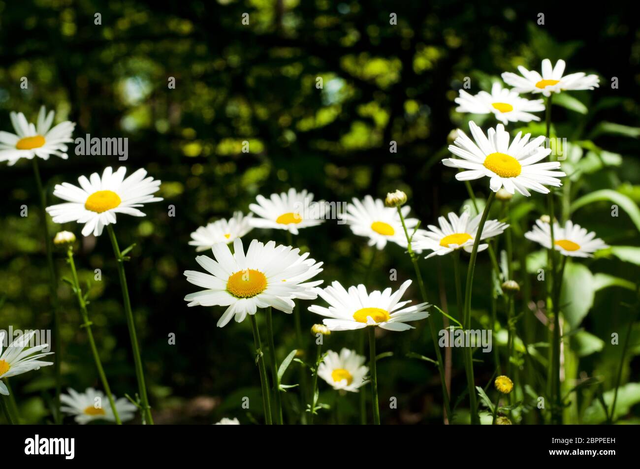 Fiori bianchi margherita. Sfondo estivo. Campo con closeup camomile, antisettico naturale Foto Stock