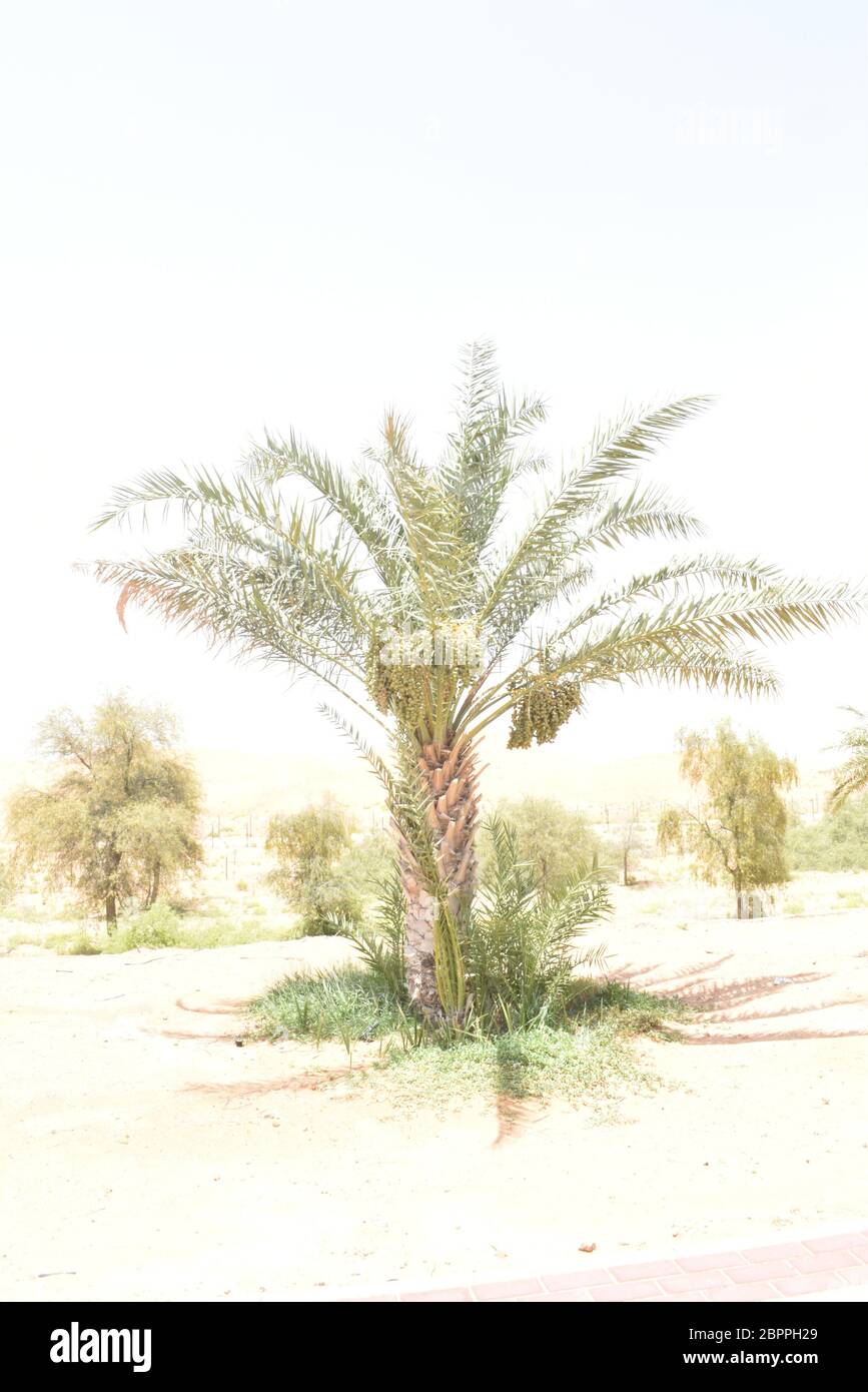 Le palme da dattero hanno un posto importante nell'agricoltura del deserto avanzata in Medio Oriente Foto Stock