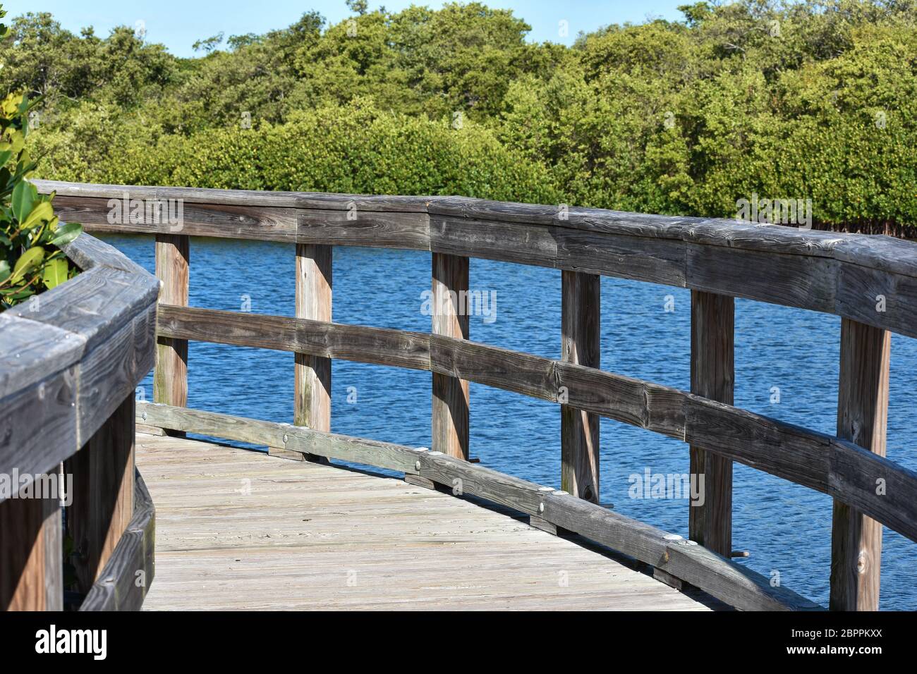 Passerella in legno curvo nella Riserva Robinson di Bradenton, Florida Foto Stock