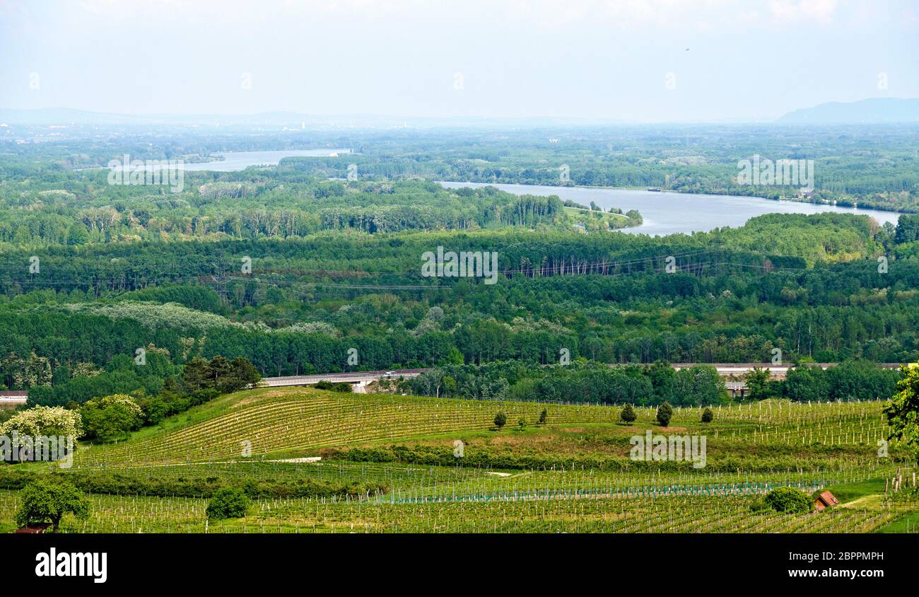 Vista dallo Schiffberg a Hollenburg sui vigneti e sulle foreste riparie della valle del Danubio a est della città di Krems Foto Stock