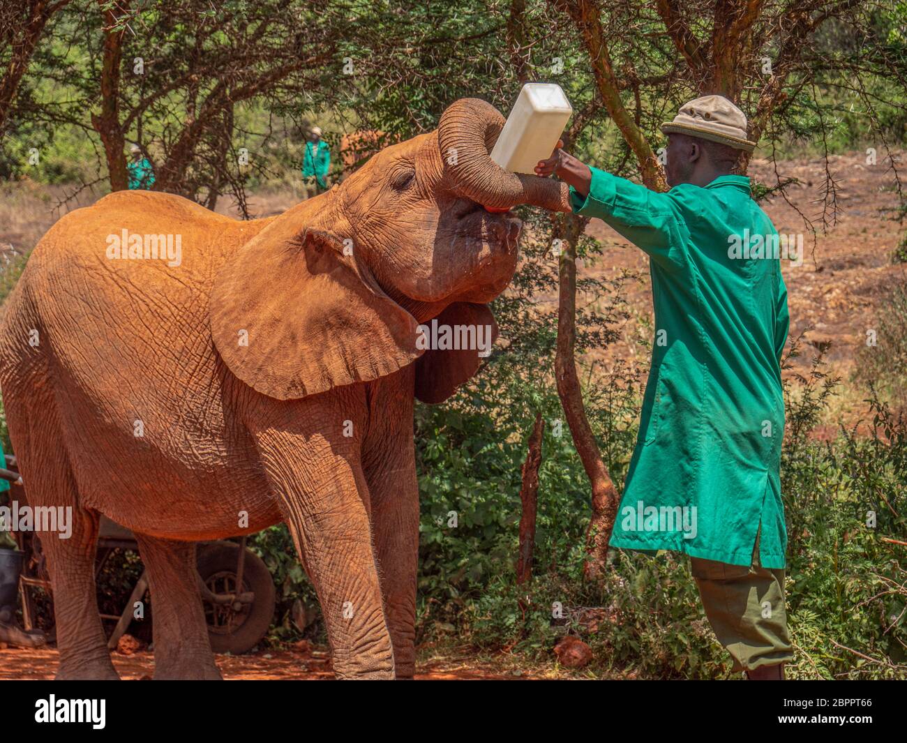 Elefanti orfani che sono stati salvati per essere riabilitati a tornare in natura allo Sheldrick Wildlife Trust Foto Stock