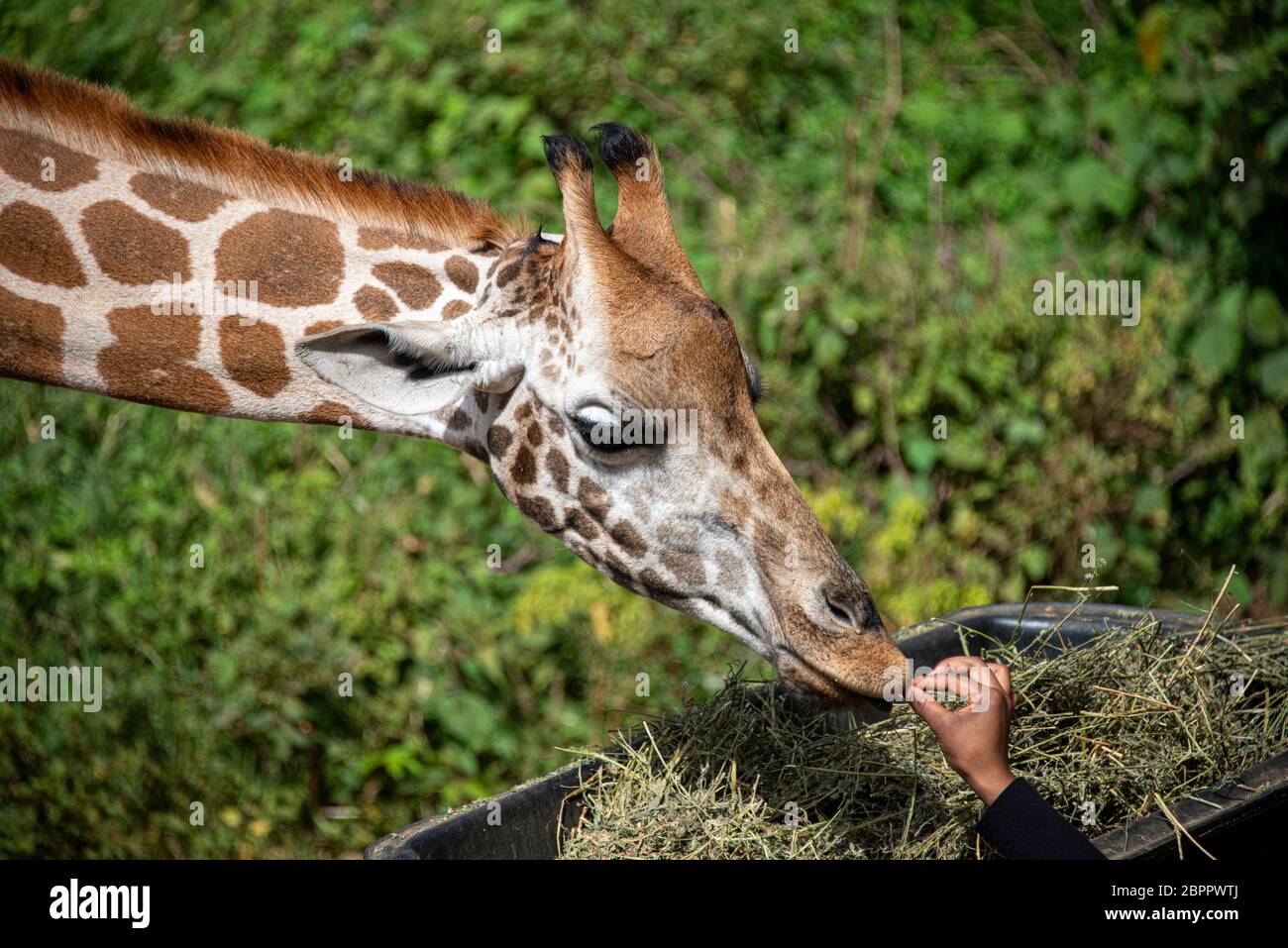 Rothschild Giraffe al Nairobi Giraffe Center Foto Stock