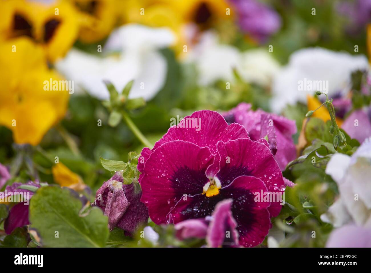 Fiori pansy multicolore o pansies come sfondo o modello. Campo di pansies colorati con fiori viola bianchi gialli. Foto Stock