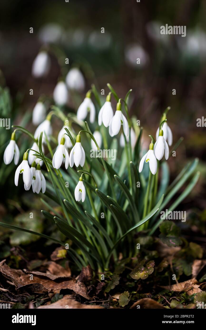 Fiori di nevicate Foto Stock