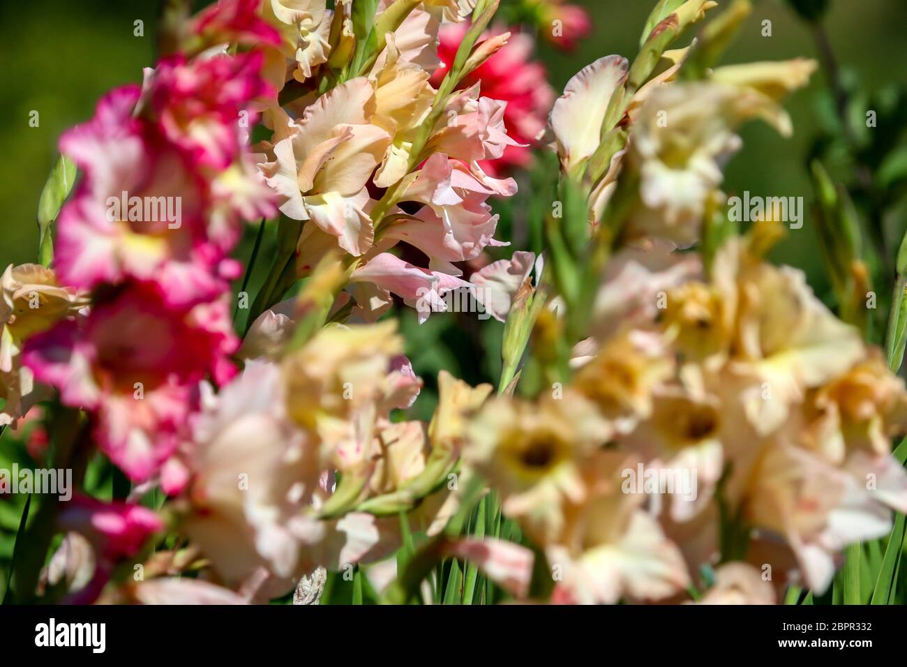 Grappolo di gladiolus colorate fioriture dei fiori nel bellissimo giardino. Bella gladiolus. Gladiolus è pianta della famiglia di iris, con la spada di foglie di forma Foto Stock