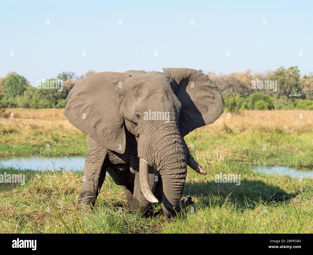 Elephant di Watering Hole in Okovango Delta, il Botswana. Foto Stock