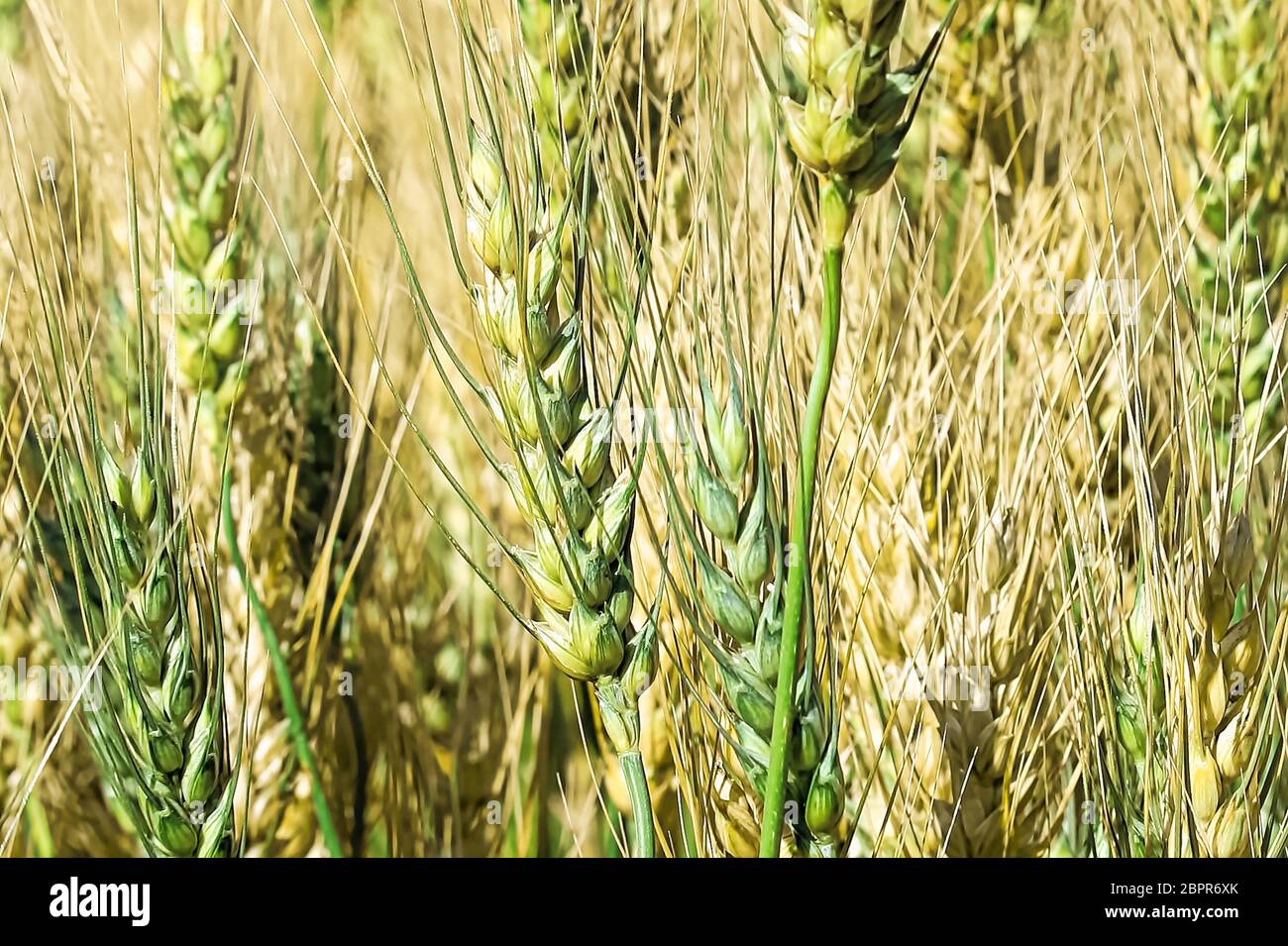 Vista macro di verde e giallo pallido teste d'orzo. Foto Stock