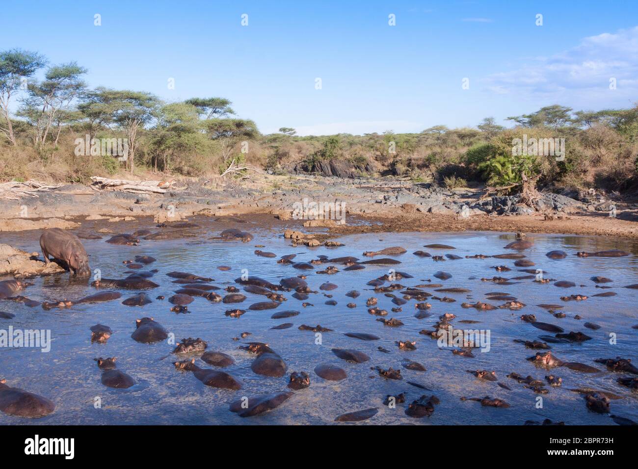 Una piscina naturale piena di Ippos nel Serengeti Tanzania Foto Stock