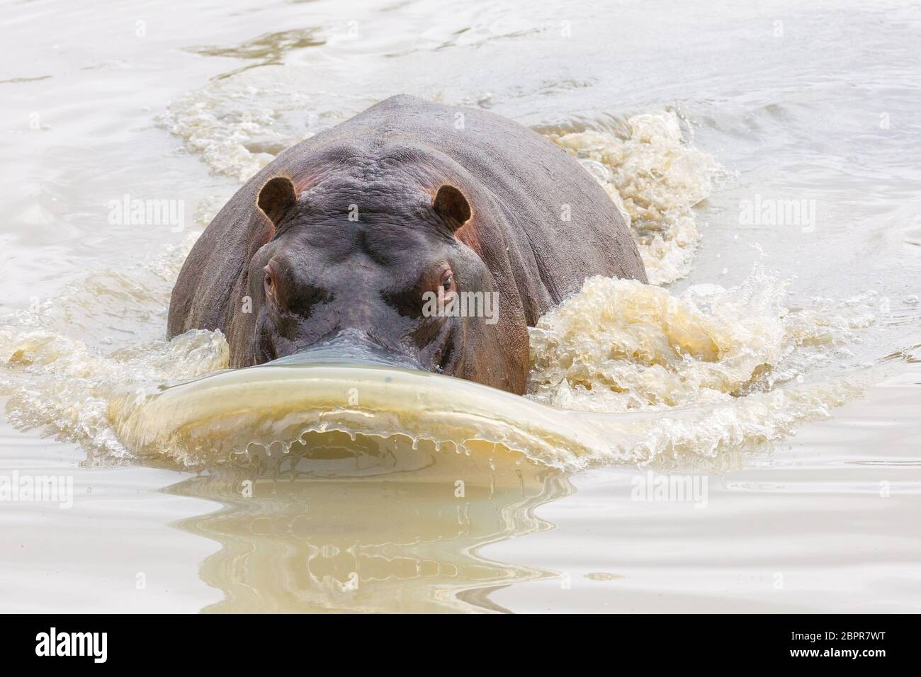 Aggressivo Hippo maschile adulto carica attraverso acqua Kruger Park Sud Africa Foto Stock