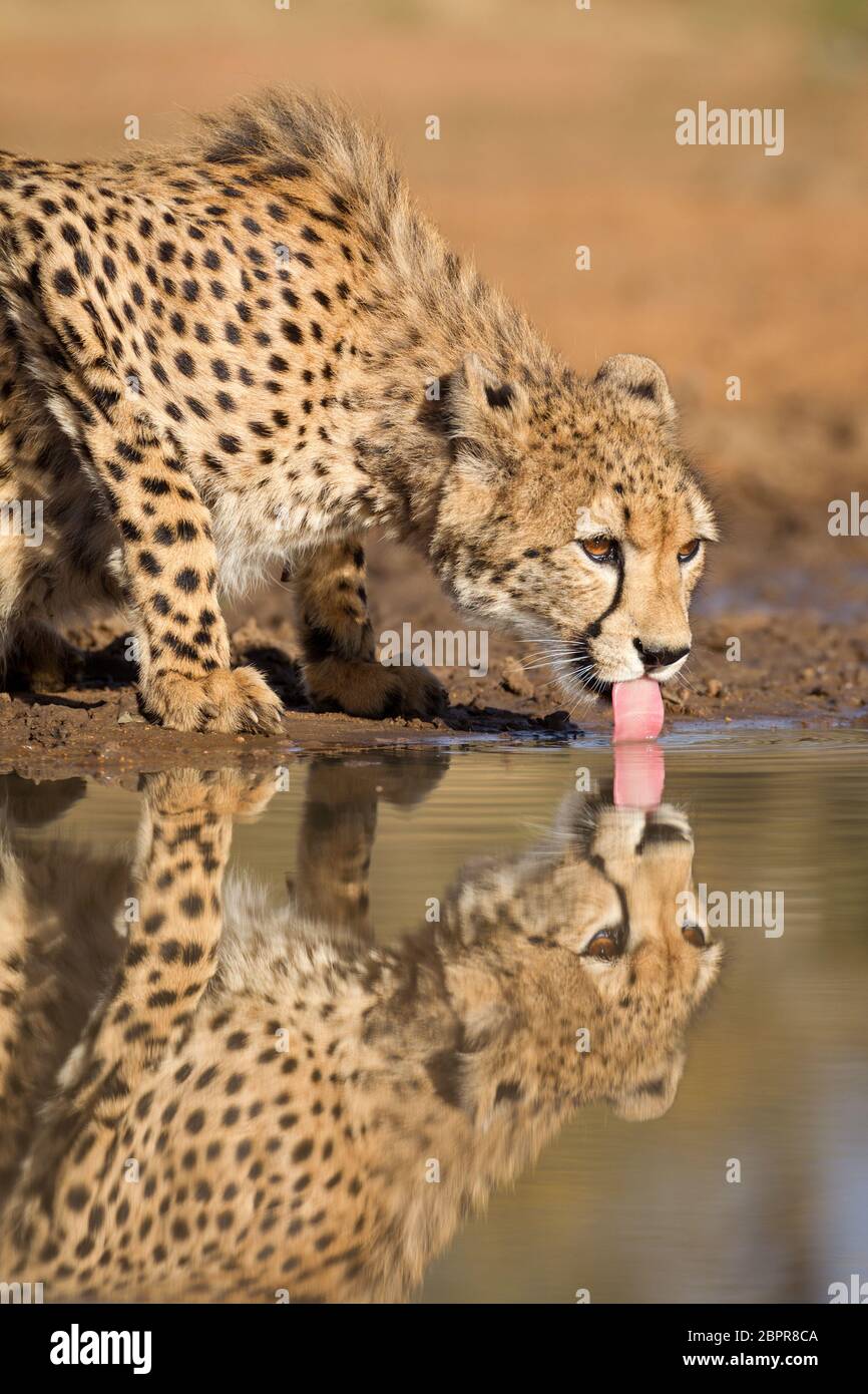 Verticale femmina adulto Cheetah bere acqua con la lingua fuori Kruger Park Sud Africa Foto Stock