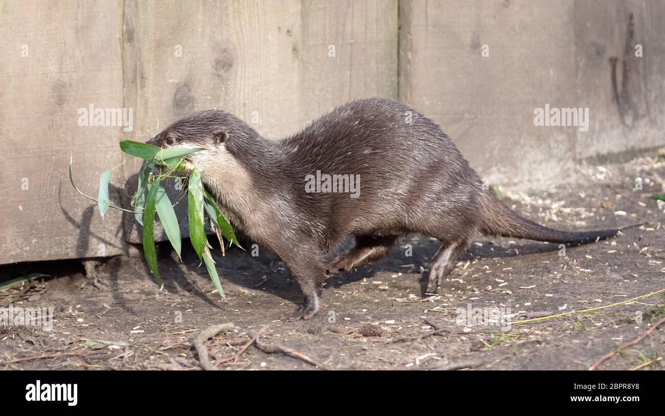 Piccola lontra artiglio nido di raccolta materiale - fresco verde erba Foto Stock