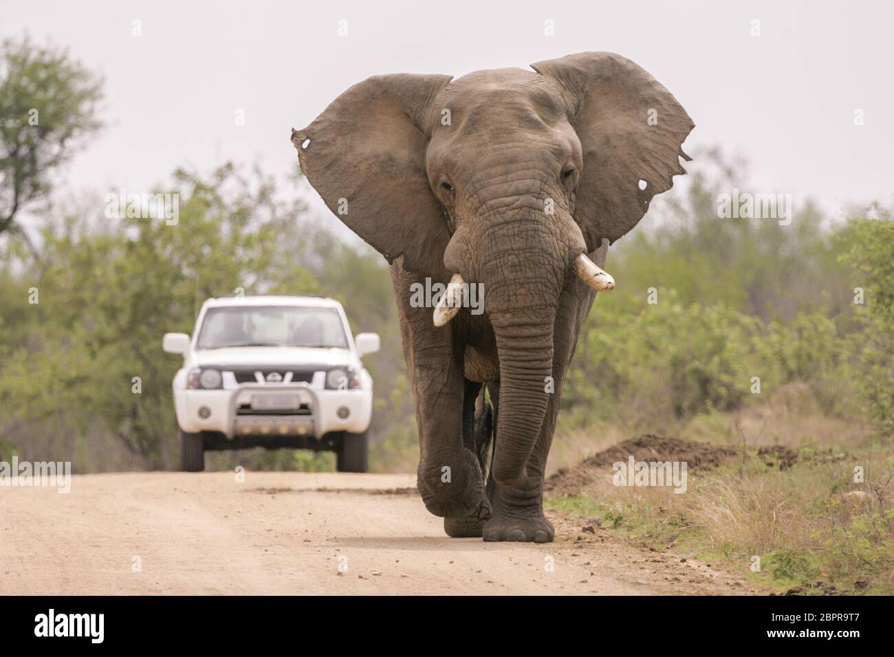 Un veicolo rimane dietro un grande elefante toro mentre cammina lungo una strada nel Kruger Park Sud Africa Foto Stock