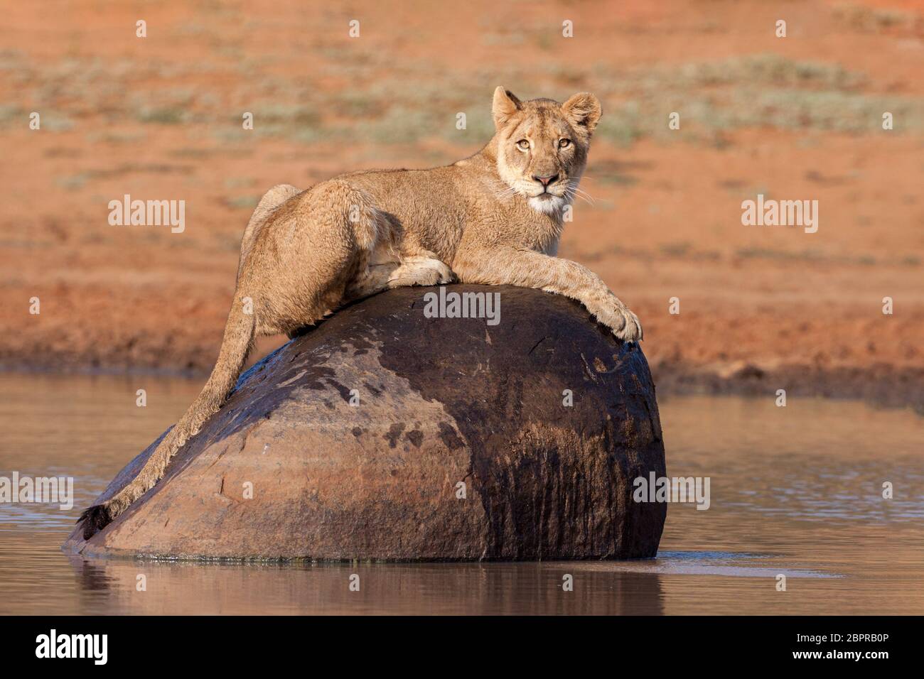 Una donna subadulta Lion su una roccia nel mezzo di una buca d'acqua Kruger Park Sud Africa Foto Stock
